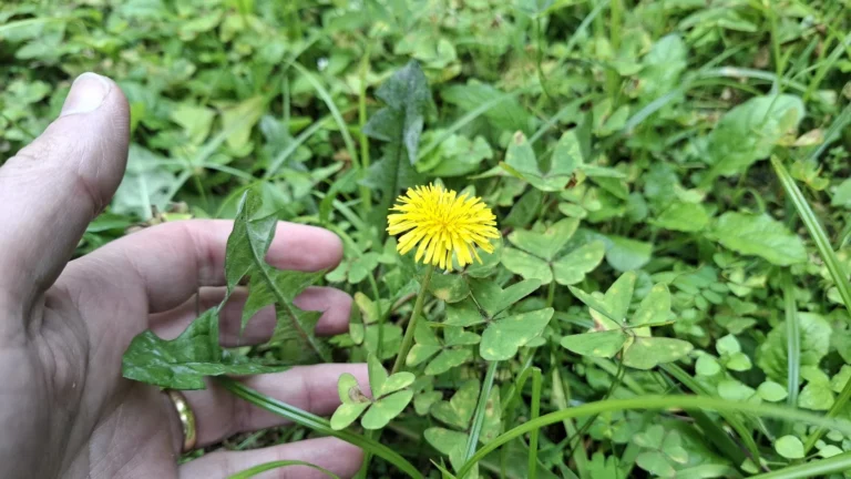 Mão segurando a folha dentada de uma flor de dente-de-leão amarela em meio à grama do jardim.