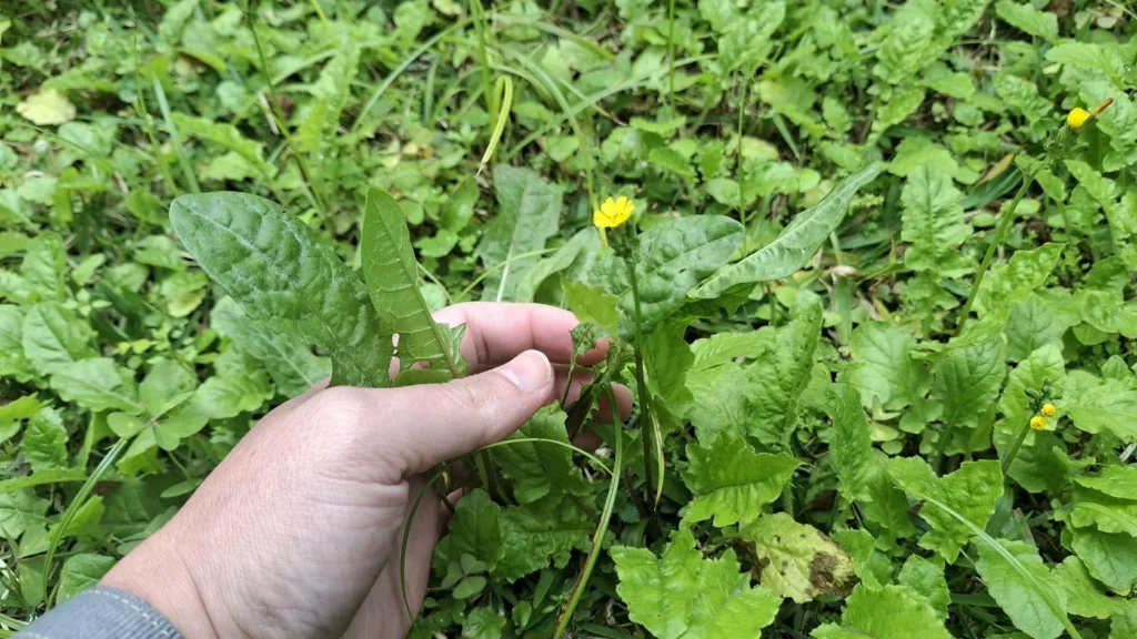 Mão segurando uma folha serrilhada de dente-de-leão diretamente no gramado, mostrando a flor amarela ao fundo.